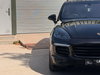 Porsche Cayenne 3.0 TD V6 SUV 5dr Diesel TiptronicS 4WD Euro 6 (s/s) (262 ps) 5dr Automatic 2026