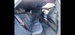 Audi Rsq8 4.0 TFSI V8 Vorsprung Tiptronic quattro Euro 6 (s/s) 5dr 5dr Automatic 2023