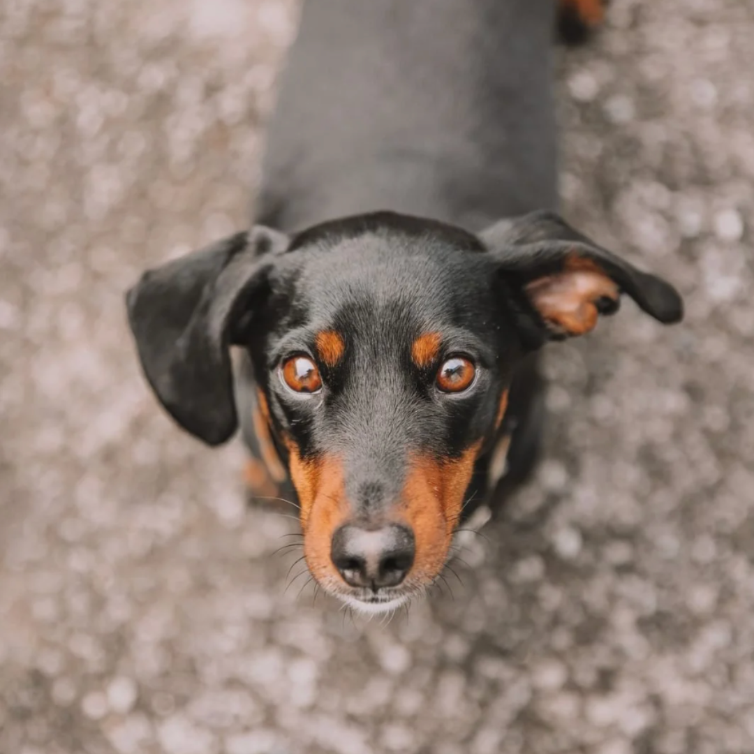 Meet the Team: Ralph