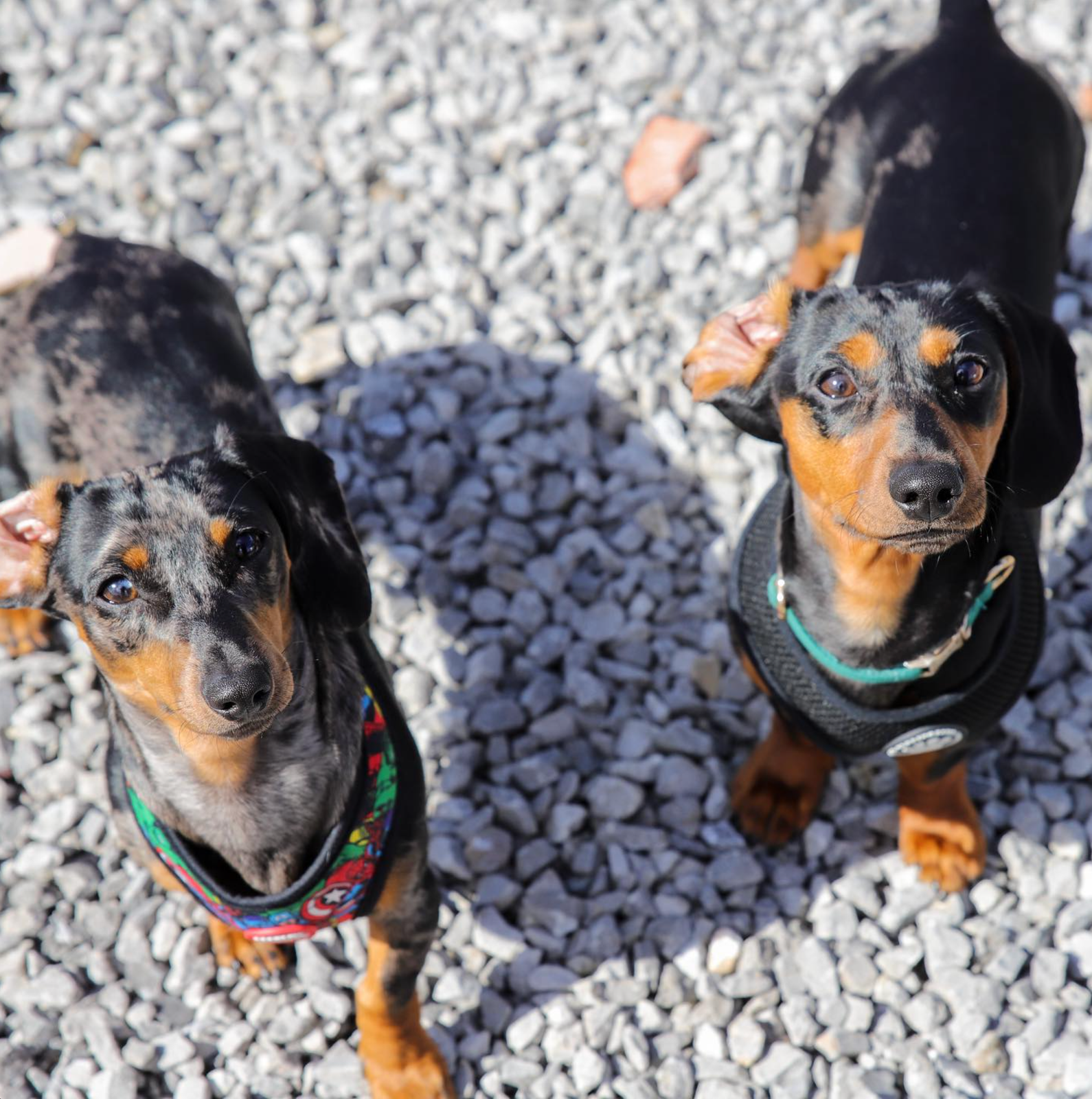 Top Dog at Work: Why Office Dogs Make Every Day Better